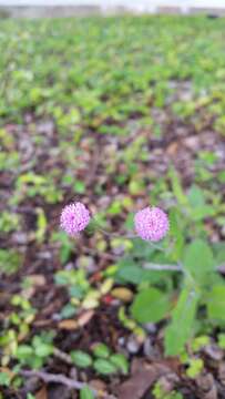 Image of Emilia sonchifolia var. sonchifolia