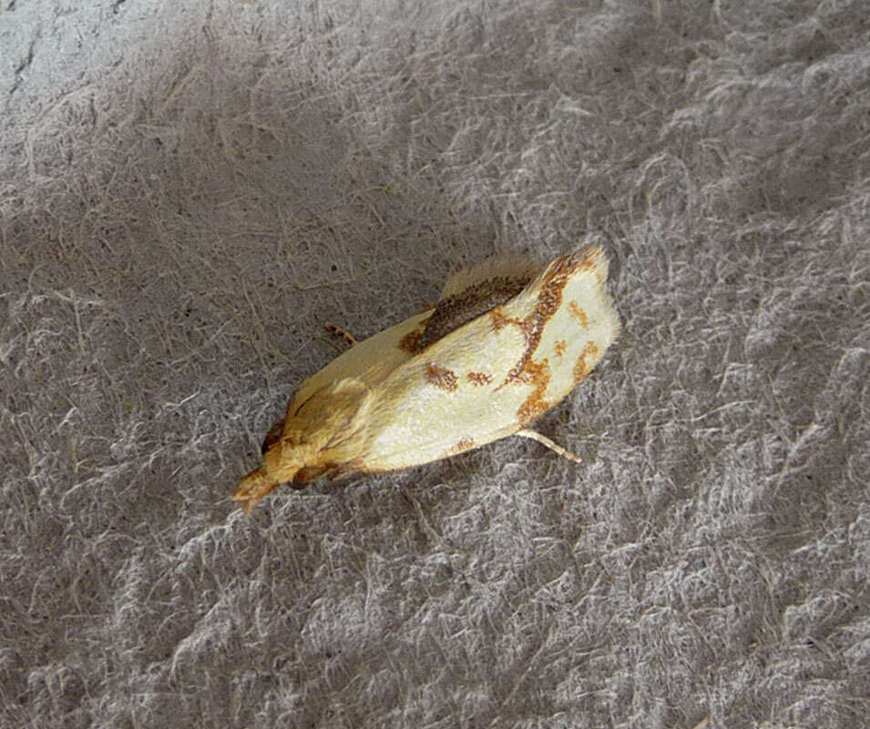 Image of Agapeta