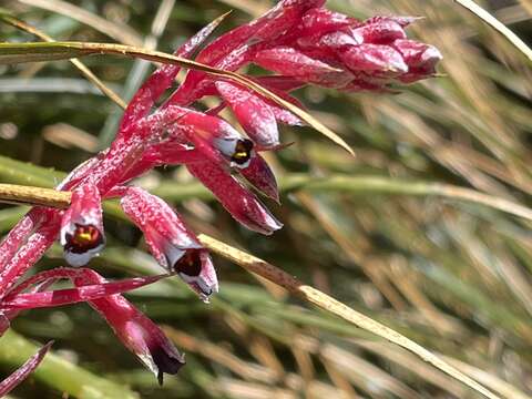 Image of Fernseea itatiaiae (Wawra) Baker