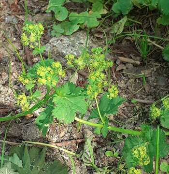 Image of Alchemilla devestiens Juz.