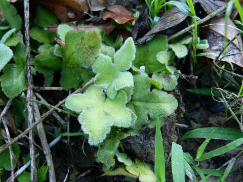 Image de Hemionitis palmata L.