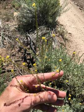 Image of California Tansy-mustard