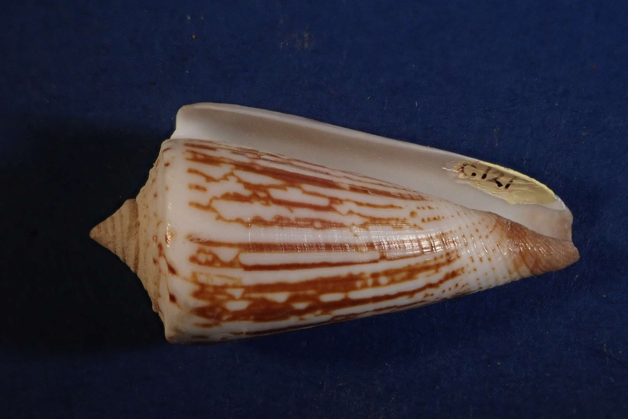 Image of Conus furvus Reeve 1843