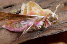 Image of elephant hawk-moth