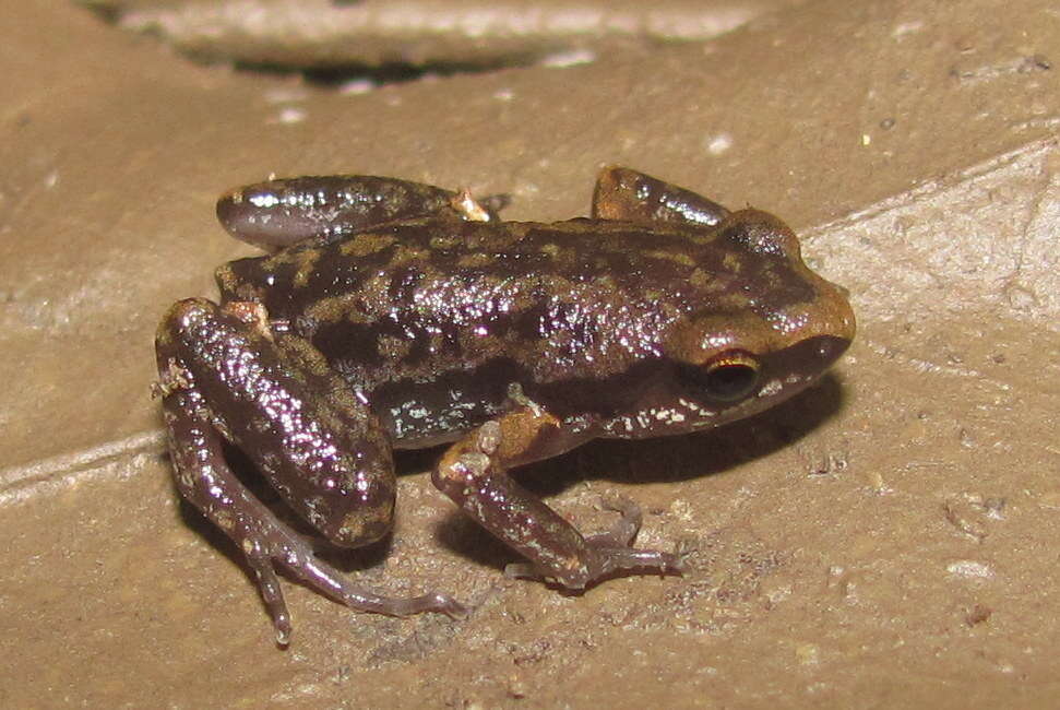 Image of Micryletta erythropoda (Tarkhnishvili 1994)