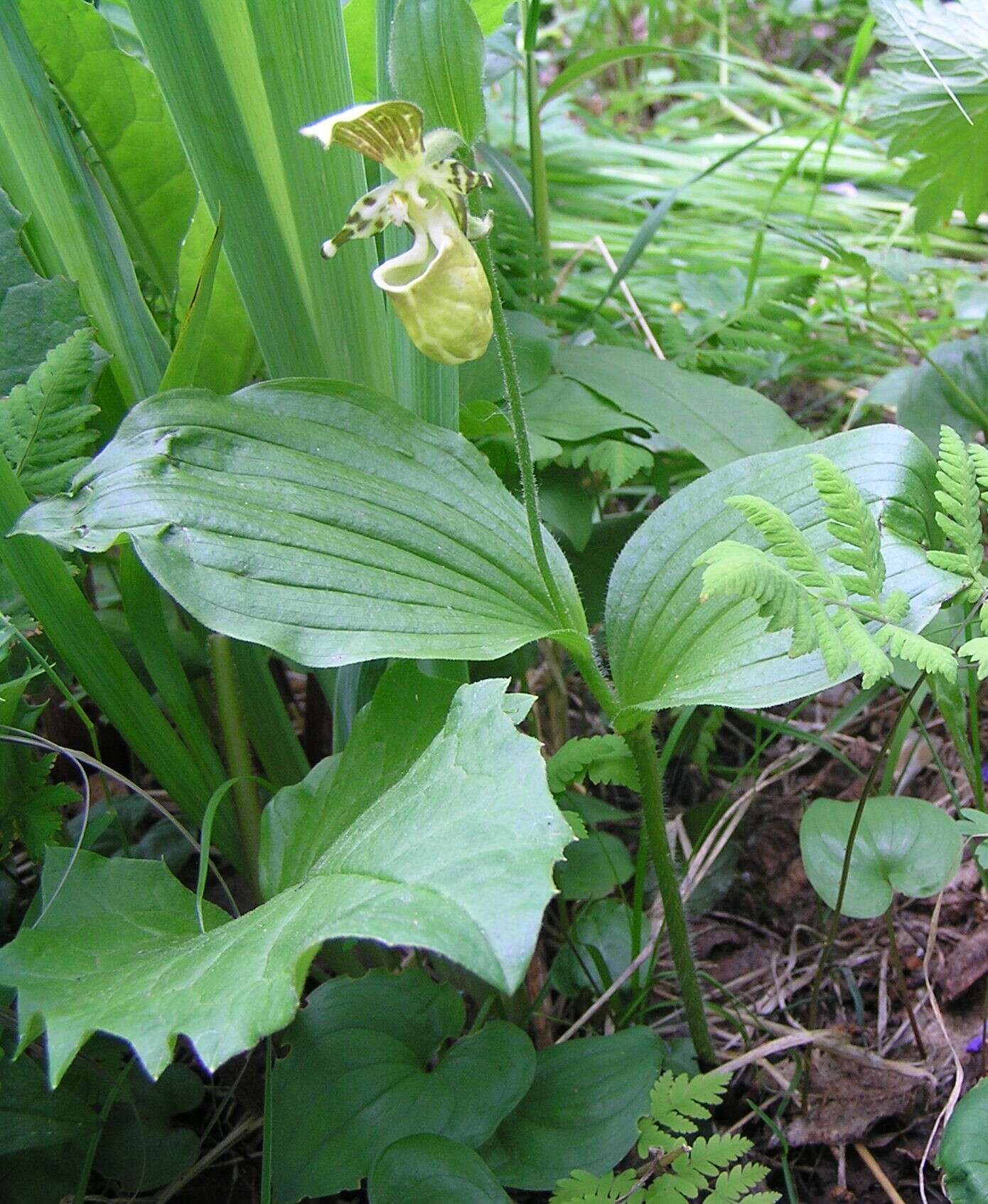 Image of Spotted lady slipper