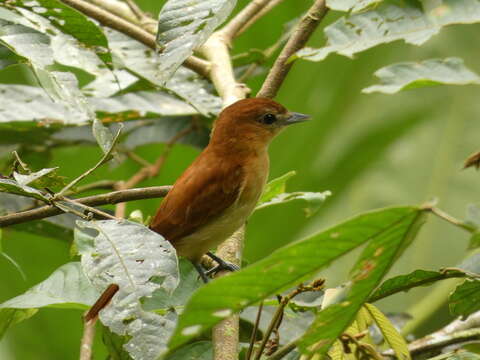 Plancia ëd Pachyramphus cinnamomeus Lawrence 1861