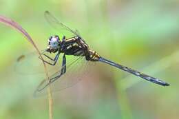 Image of Long Skimmer