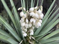 Image of Schott's yucca