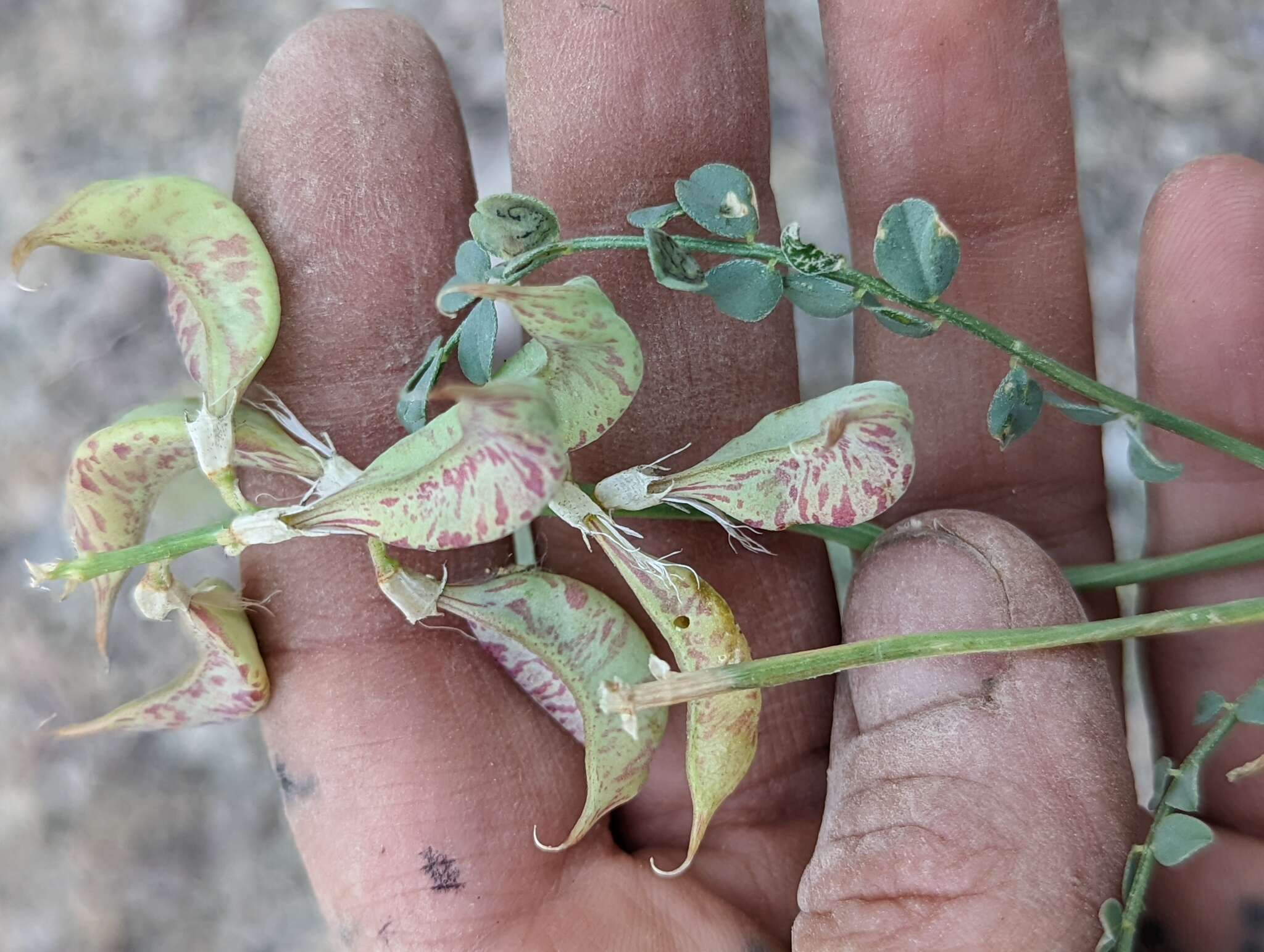 Imagem de Astragalus beckwithii var. purpureus M. E. Jones