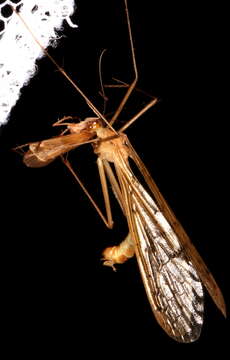 Image of Bittacus pilicornis Westwood 1846