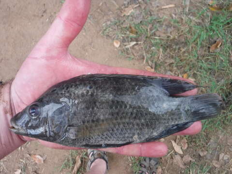 Image of Redeye tilapia