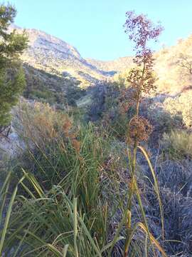 Imagem de Cladium mariscus subsp. californicum (S. Watson) Govaerts