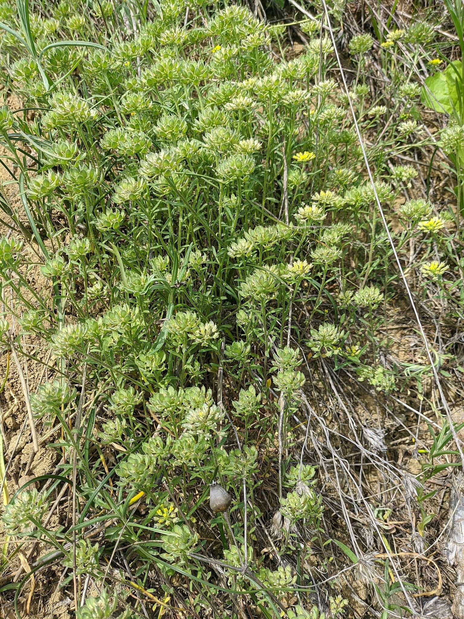 Слика од Alyssum umbellatum Desv.