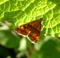 Image of Mint moth