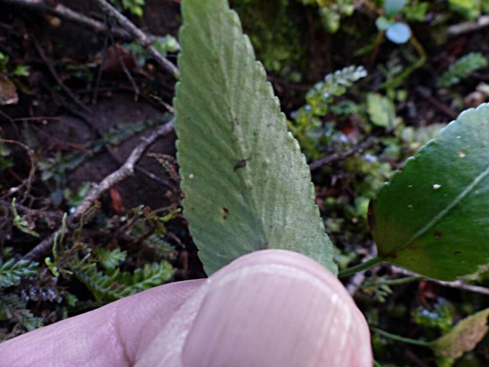 Image of Asplenium lepidotum Perrie & Brownsey