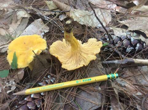 Image of Cantharellus enelensis Voitk, Thorn, Lebeuf & J. I. Kim 2017