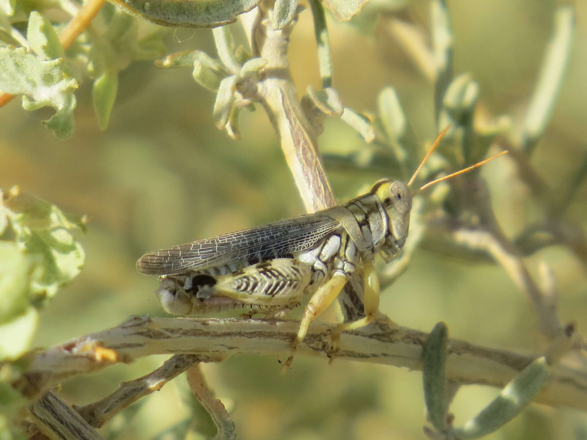 Слика од Aeoloplides tenuipennis (Scudder & S. H. 1897)