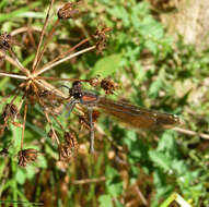 Image of Copper Demoiselle