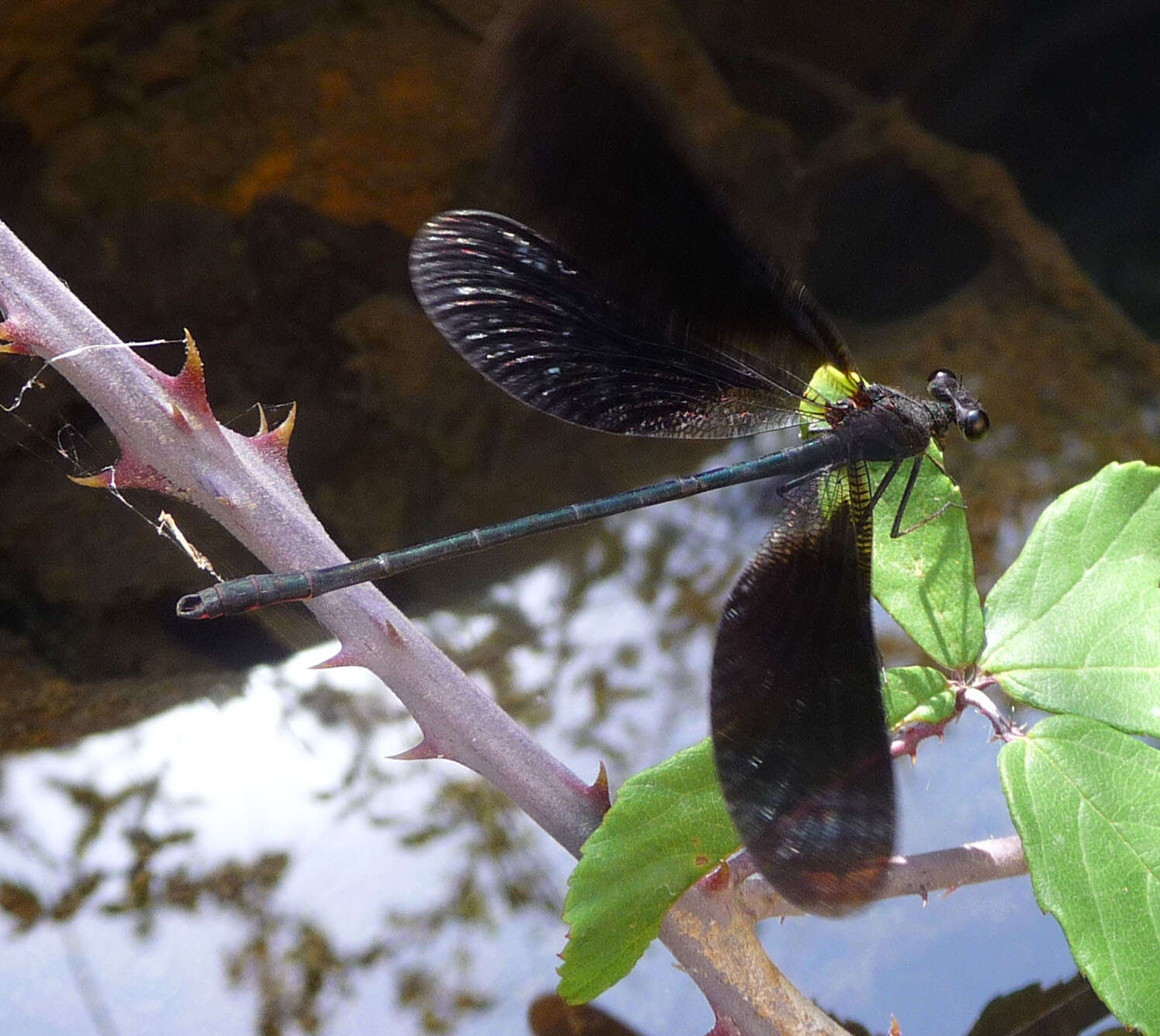 Image of Copper Demoiselle