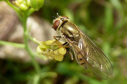 Image of Platycheirus manicatus (Meigen 1822)