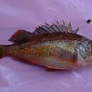 Image of Marvelous rockfish