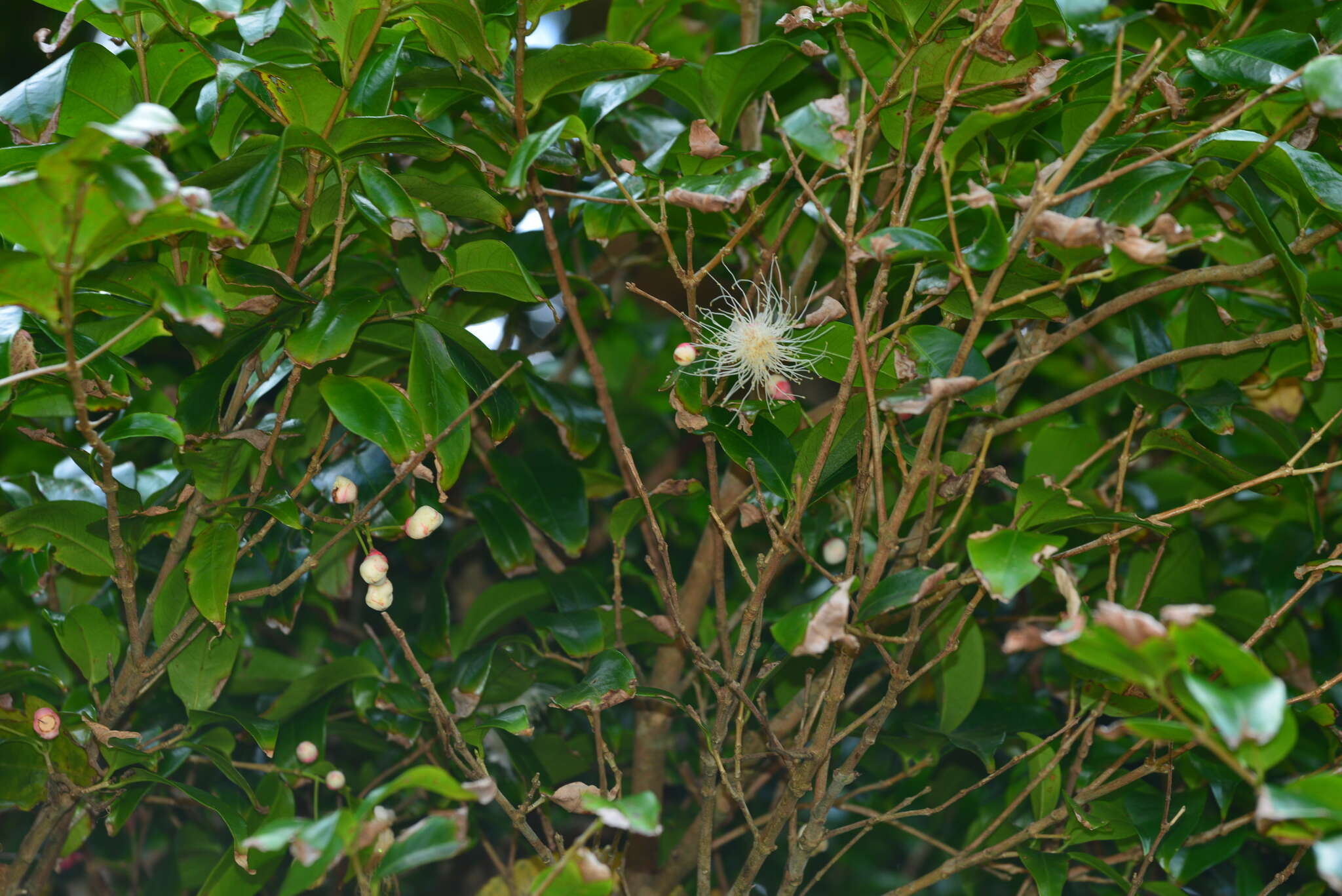 Image of Syzygium tripinnatum (Blanco) Merr.