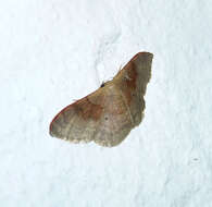 Image of Idaea degeneraria Hübner 1798