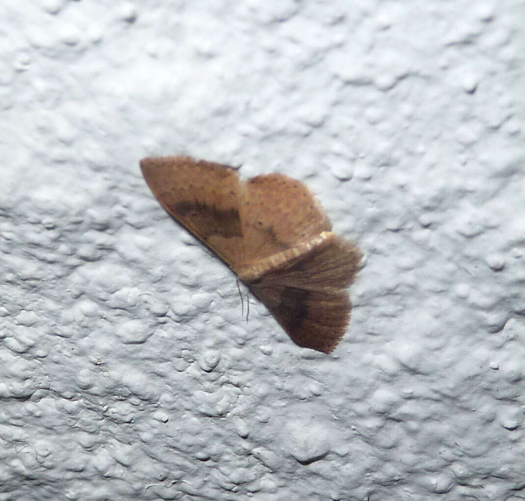 Image of Idaea degeneraria Hübner 1798