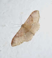 Image of Idaea degeneraria Hübner 1798