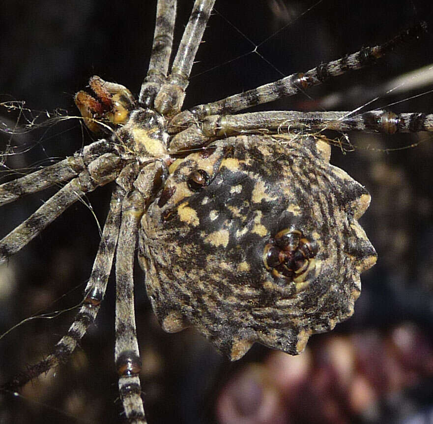 Image of Argiope lobata (Pallas 1772)