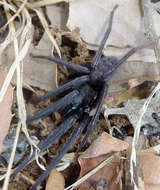 Image of Cellar Spider