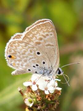 <i>Lepidochrysops <i>plebeia</i></i> plebeia的圖片