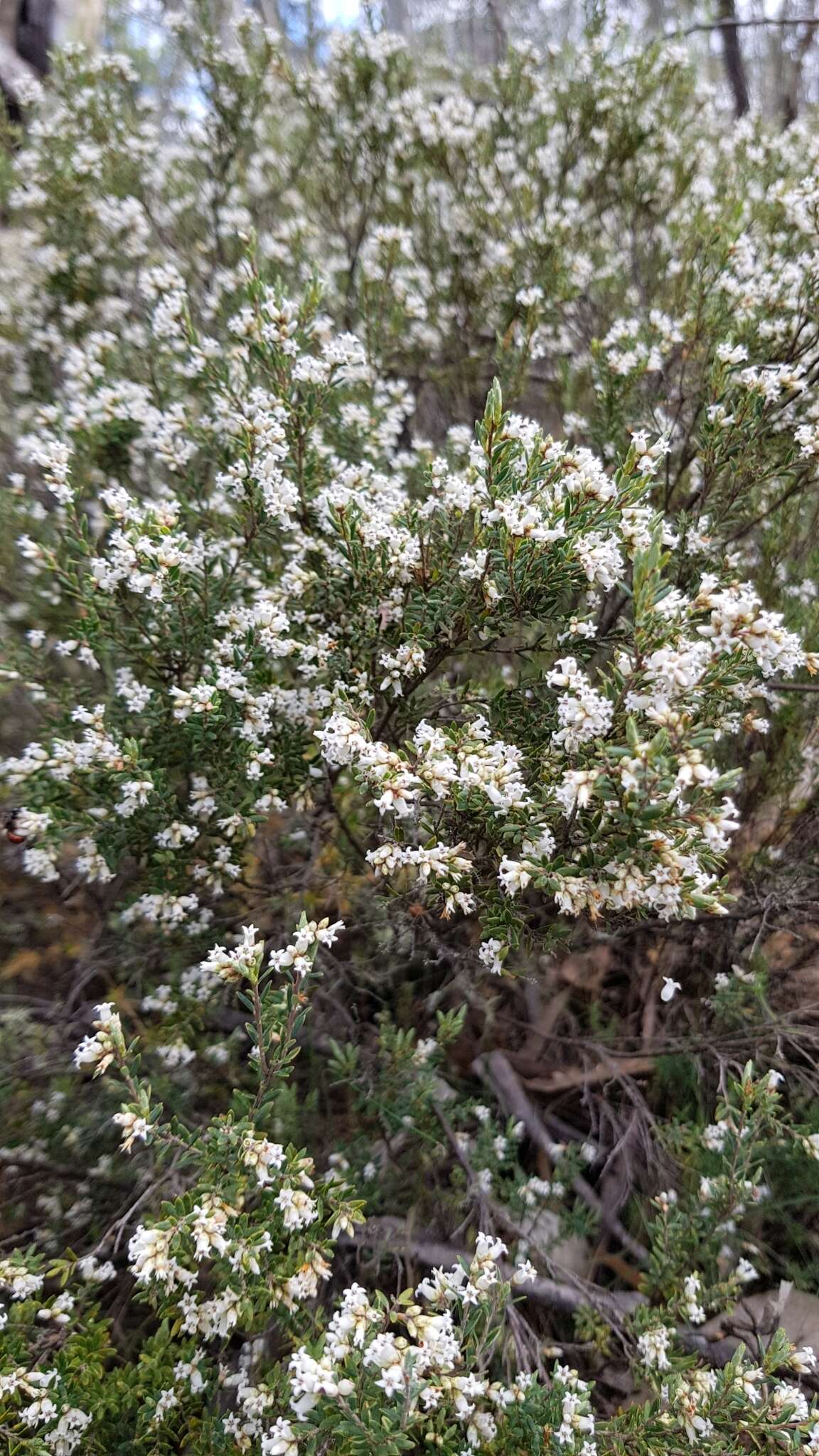 Image of Acrothamnus hookeri (Sond.) Quinn