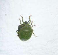 Image of Southern green stink bug