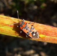 صورة Lygaeus equestris (Linnaeus & C. 1758)