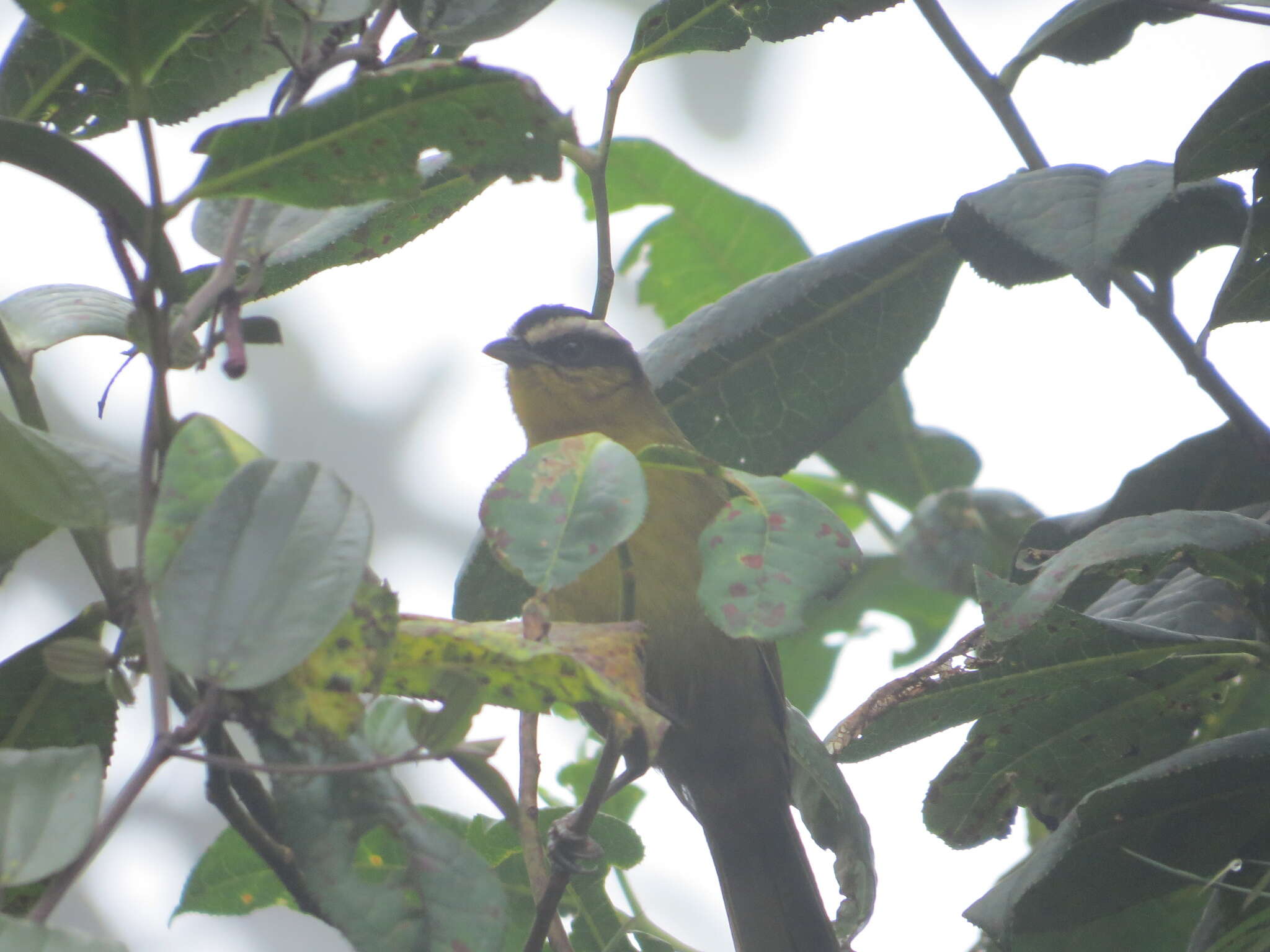 Kleinothraupis atropileus (Lafresnaye 1842) resmi