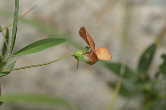 Lathyrus blepharicarpus Boiss.的圖片