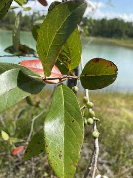 Image of Swamp Tupelo