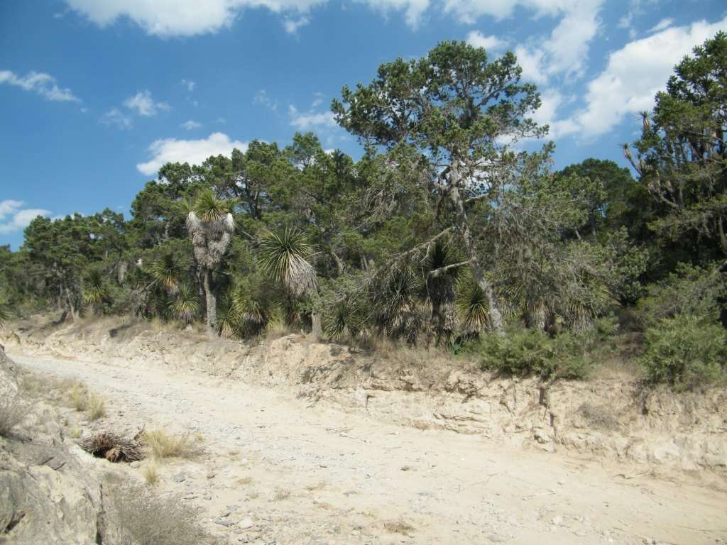 Pinus cembroides subsp. orizabensis D. K. Bailey resmi