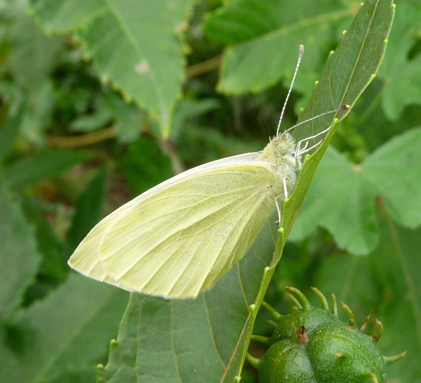 Image of small white