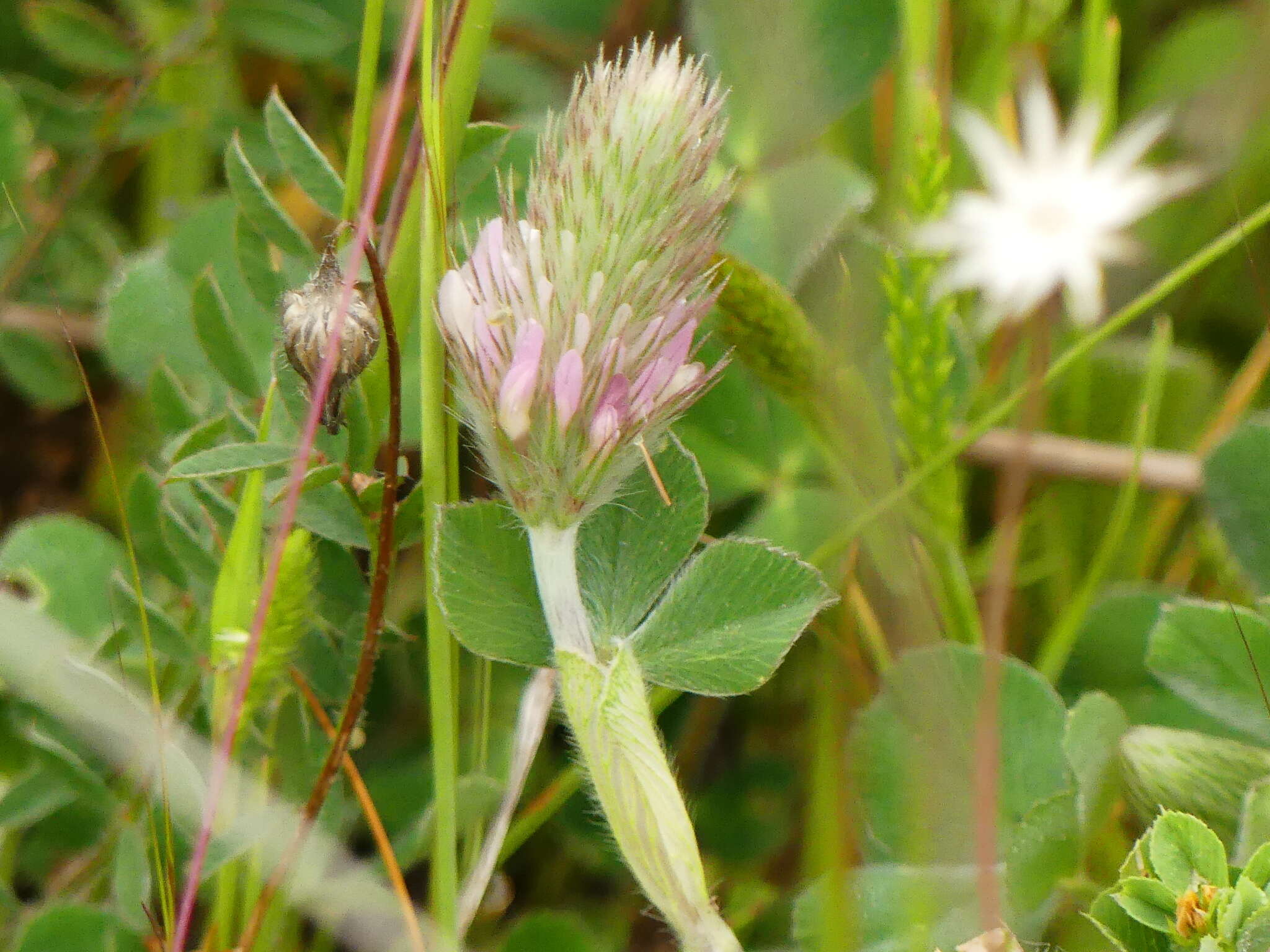 Image of Trifolium incarnatum subsp. molinerii (Hornem.) Syme