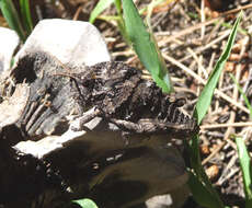 Image of toad grasshoppers