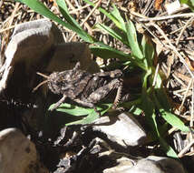 Image of toad grasshoppers