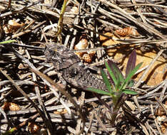 Image of toad grasshoppers