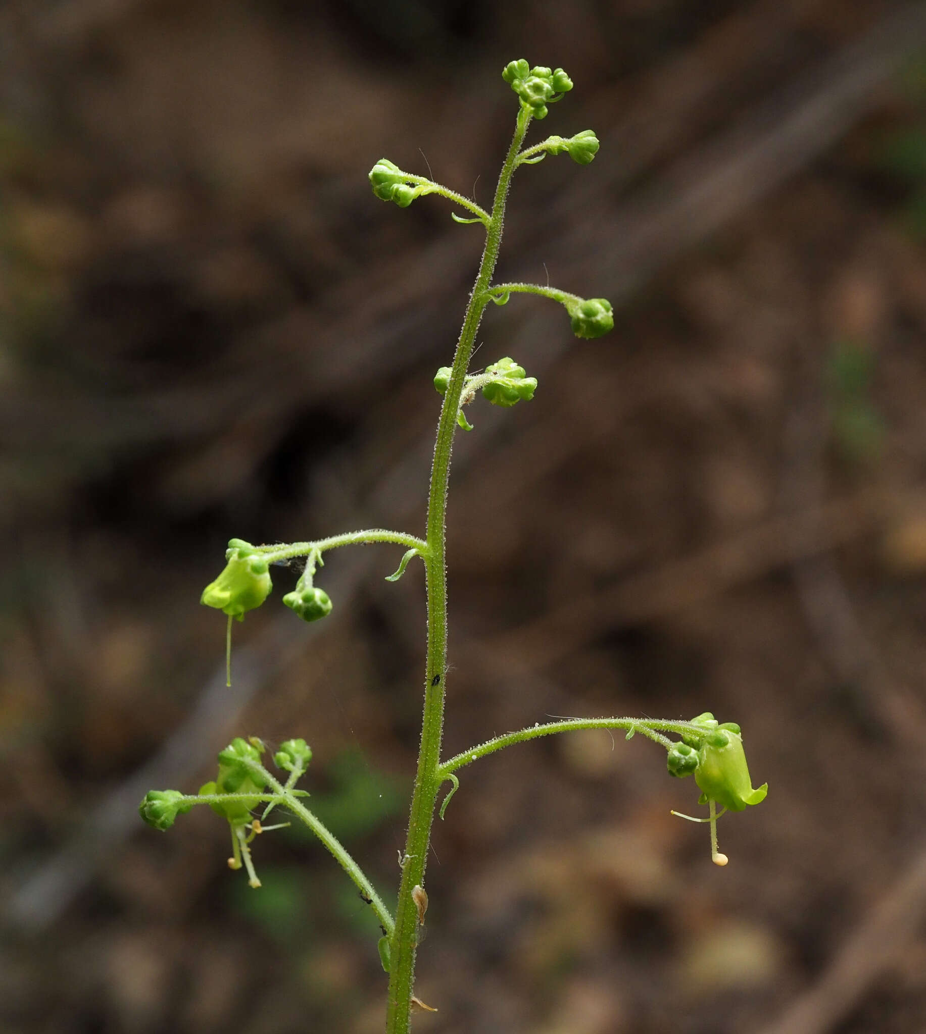 Image of Scrophularia nabataeorum Eig