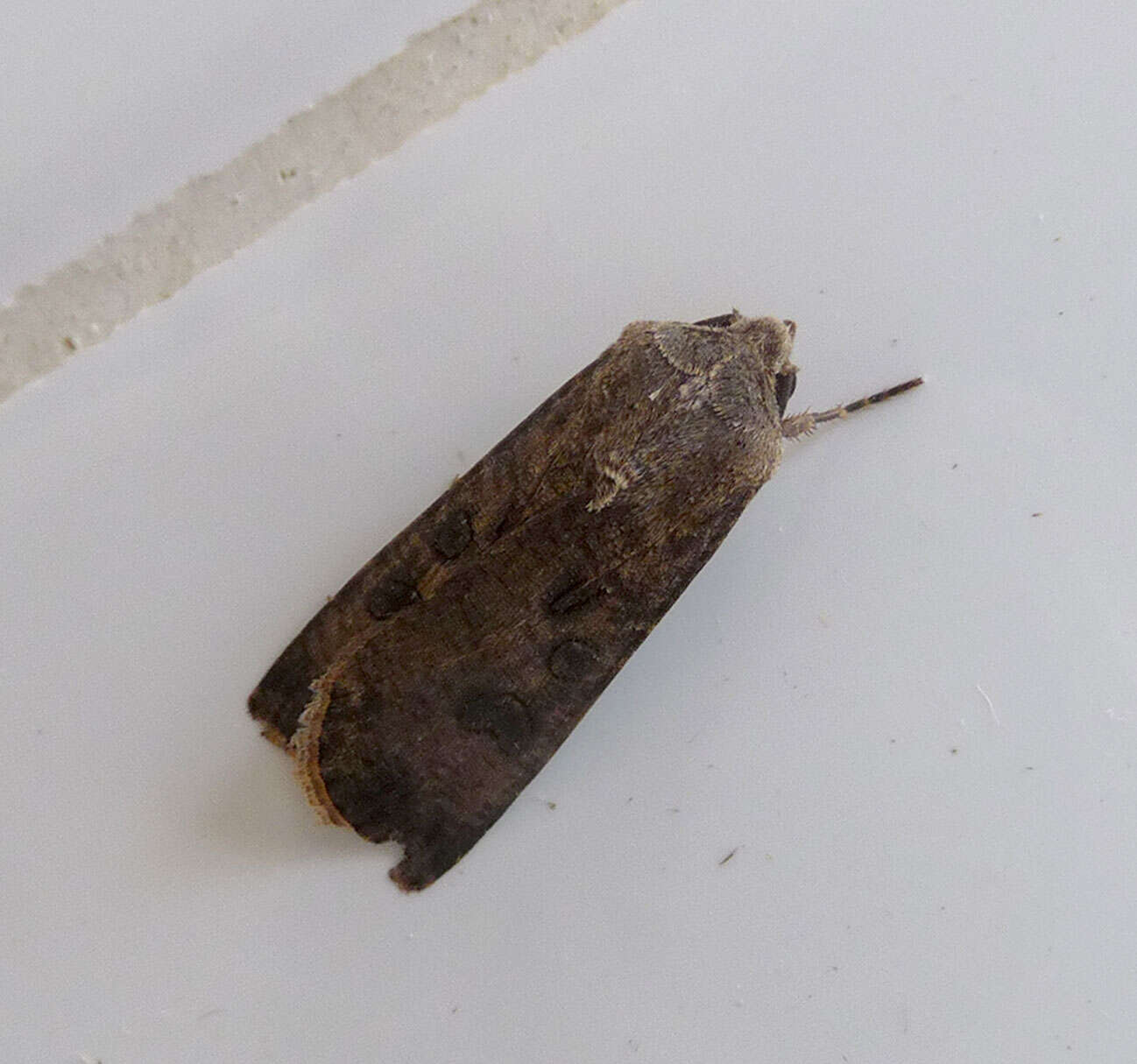 Image of turnip moth