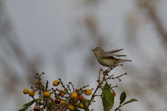 Image of Lucy's Warbler