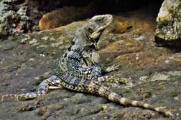 Image of Southern Honduran Spiny-tailed Iguana