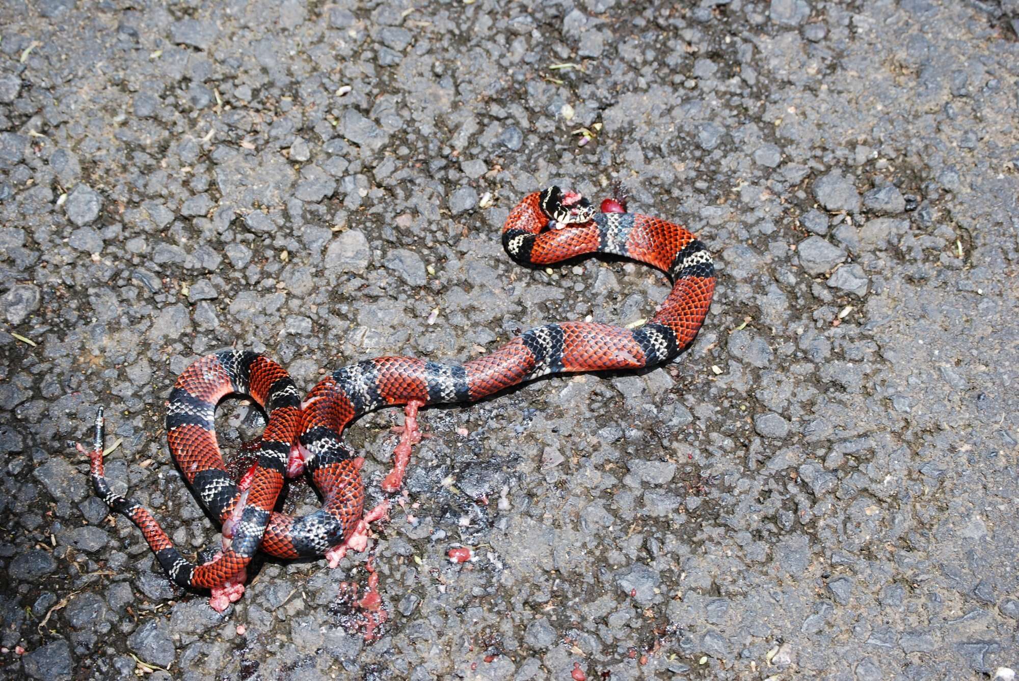 Image of False Coral Snake